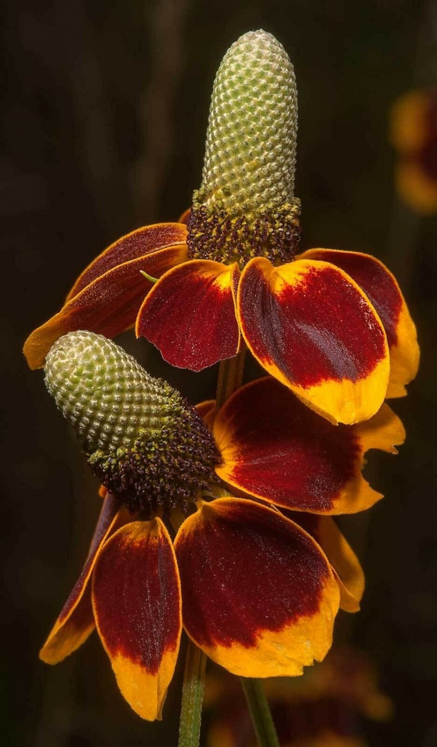 BasqueStore - Ratibida columnifera , Mexican Hats , 500 Seeds, flowering-plants