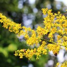 BasqueStore - Koelreuteria paniculata , Golden Raintree , 10 Seeds, flowering-plants