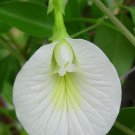 BasqueStore - Clitoria ternatea Single White , 10 seeds, flowering-plants