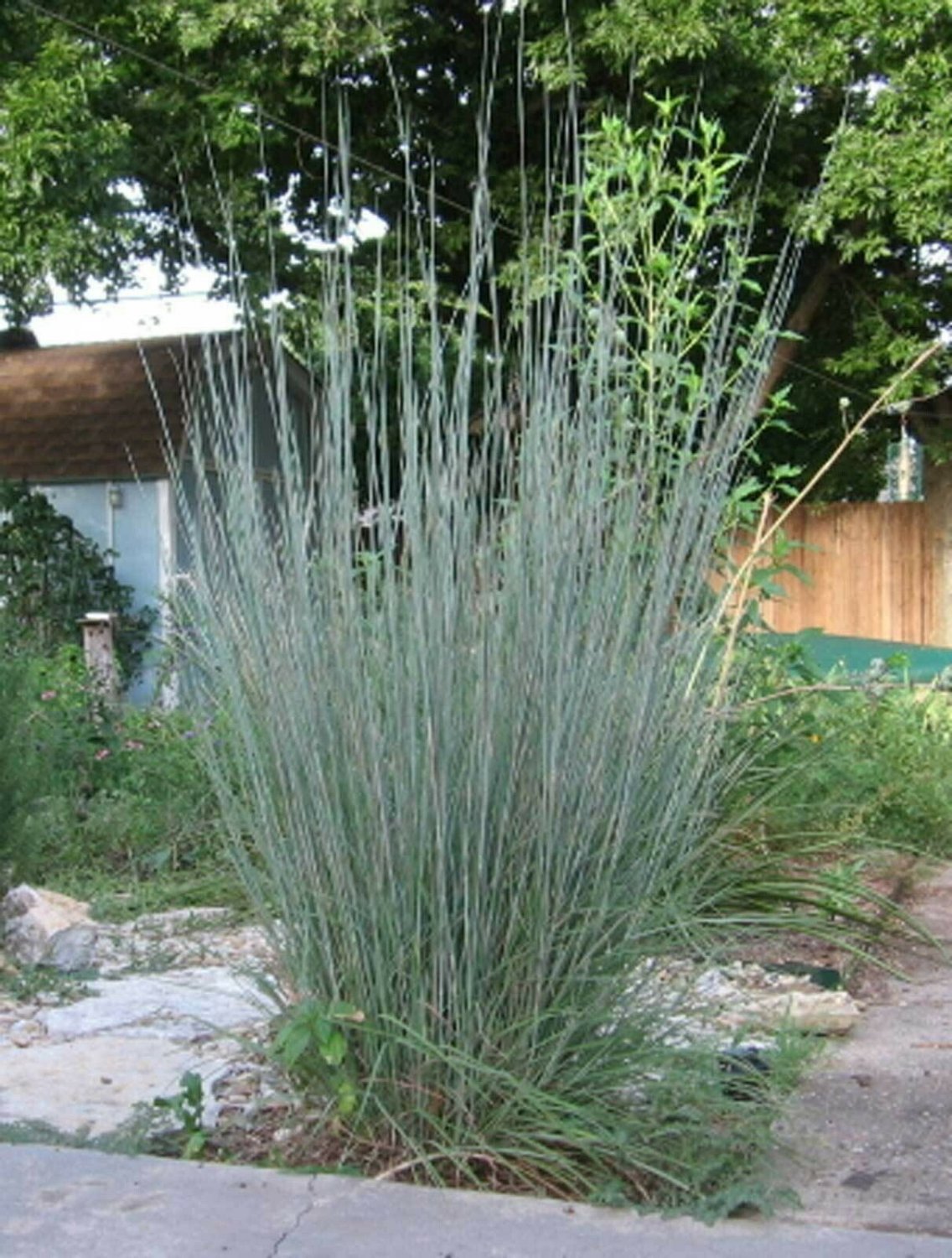 BasqueStore - Schizachyrium scoparium, Little Bluestem, Bunchgrass, 1000 Seeds, flowering-plants