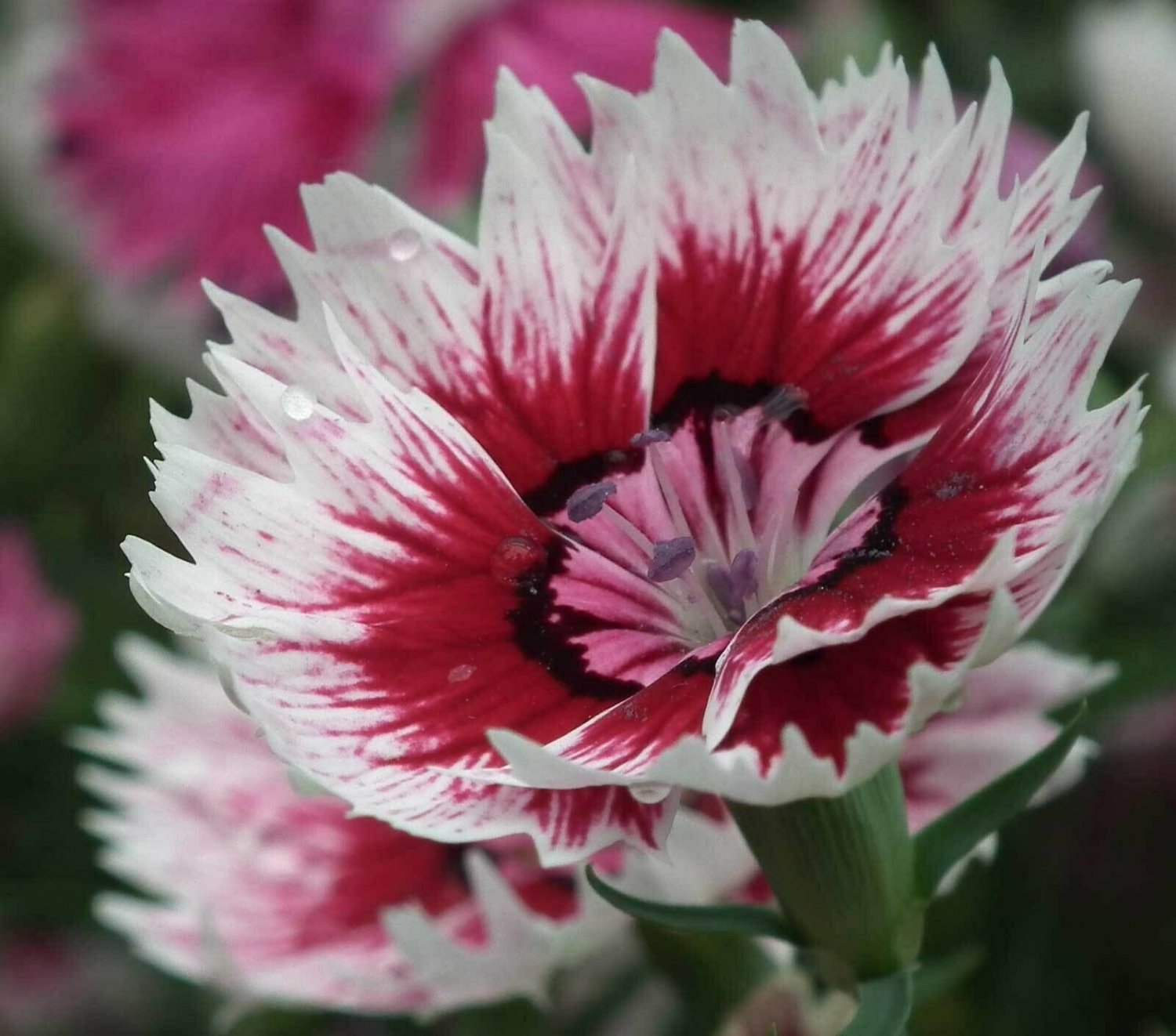 BasqueStore - Dianthus barbatus , Sweet William , 100 Seeds, flowering-plants
