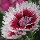 BasqueStore - Dianthus barbatus , Sweet William , 100 Seeds, flowering-plants