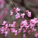 BasqueStore - Cercis canadensis , Eastern Redbud , 10 Seeds, flowering-plants
