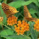 BasqueStore - Asclepias tuberosa , Butterfly MilkWeed , 100 Seeds, flowering-plants