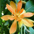 BasqueStore - Magnolia champaca , Yellow Orchid Tree , 5 seeds, flowering-plants