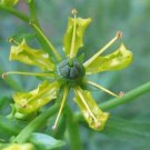BasqueStore - Ruta graveolens , Common Rue , Herb of Grace , Herbygrass , 20 Seeds, herb-plants
