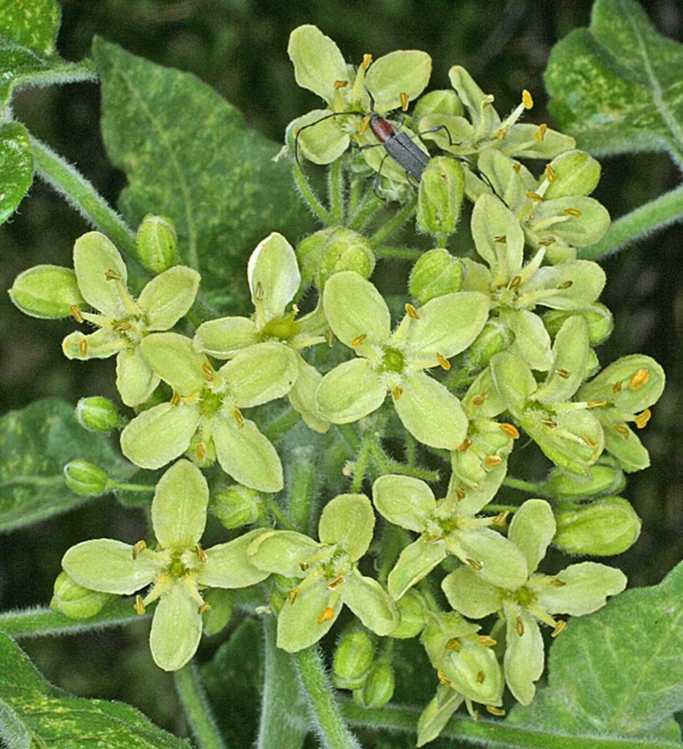 BasqueStore - Ptelea trifoliata, Hoptree , Stinking Ash , Wafer Ash, 20 Seeds, flowering-plants