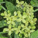 BasqueStore - Ptelea trifoliata, Hoptree , Stinking Ash , Wafer Ash, 20 Seeds, flowering-plants