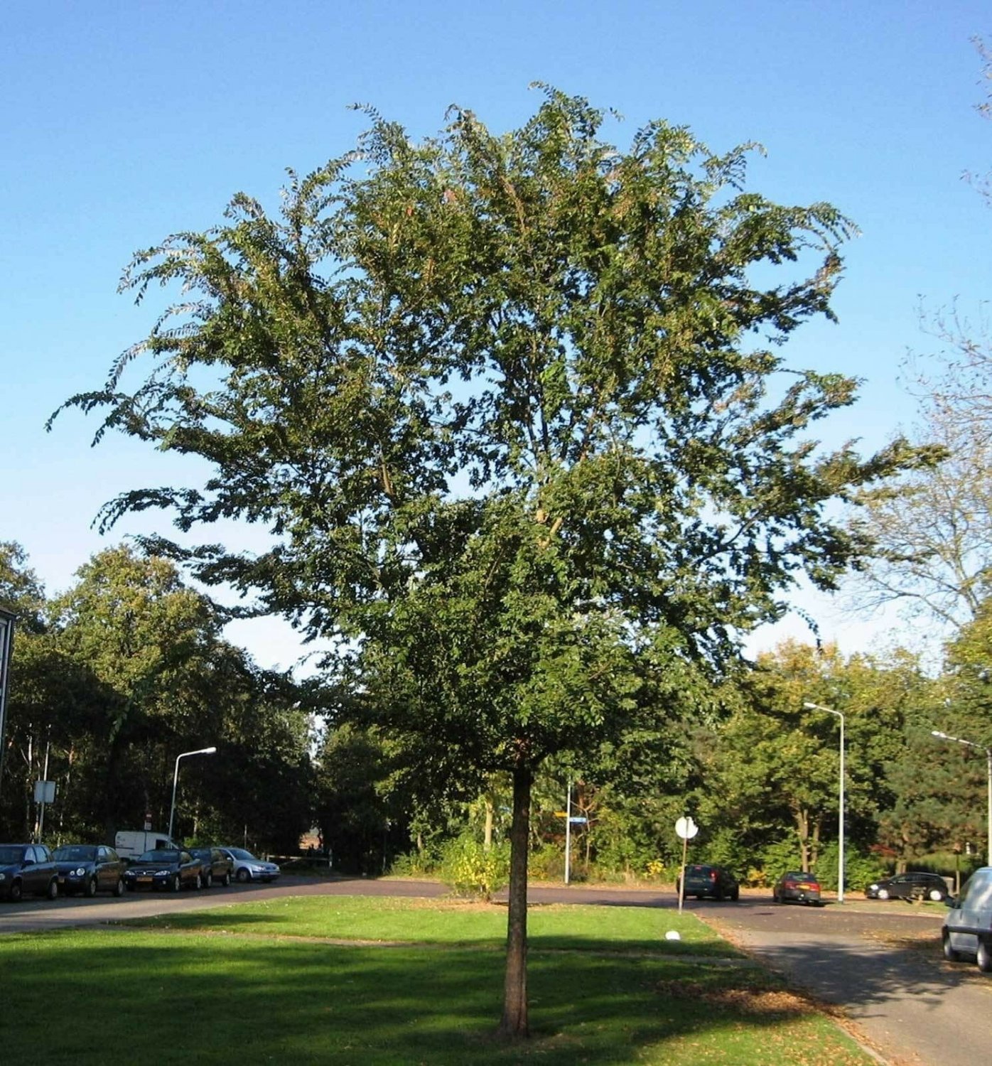 BasqueStore - Ulmus parvifolia , Chinese Elm , Lacebark Elm , 10 Seeds, flowering-plants