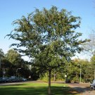 BasqueStore - Ulmus parvifolia , Chinese Elm , Lacebark Elm , 10 Seeds, flowering-plants