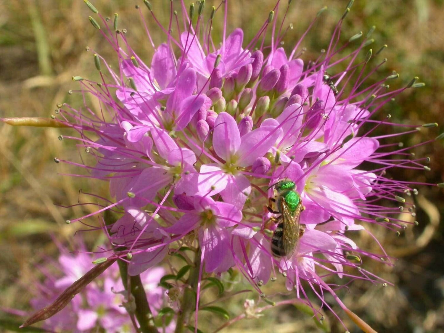 BasqueStore - Cleome serrulata , Rocky Mountain Beeplant , Waa, 100 Seeds, flowering-plants