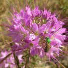 BasqueStore - Cleome serrulata , Rocky Mountain Beeplant , Waa, 100 Seeds, flowering-plants