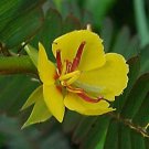 BasqueStore - Chamaecrista fasciculata, Partridge Pea|Sleeping Plant, 200 Seeds, flowering-plants