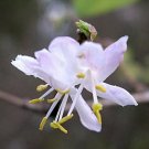 BasqueStore - Lonicera fragrantissima , Winter Honeysuckle , 20 Seeds, flowering-plants