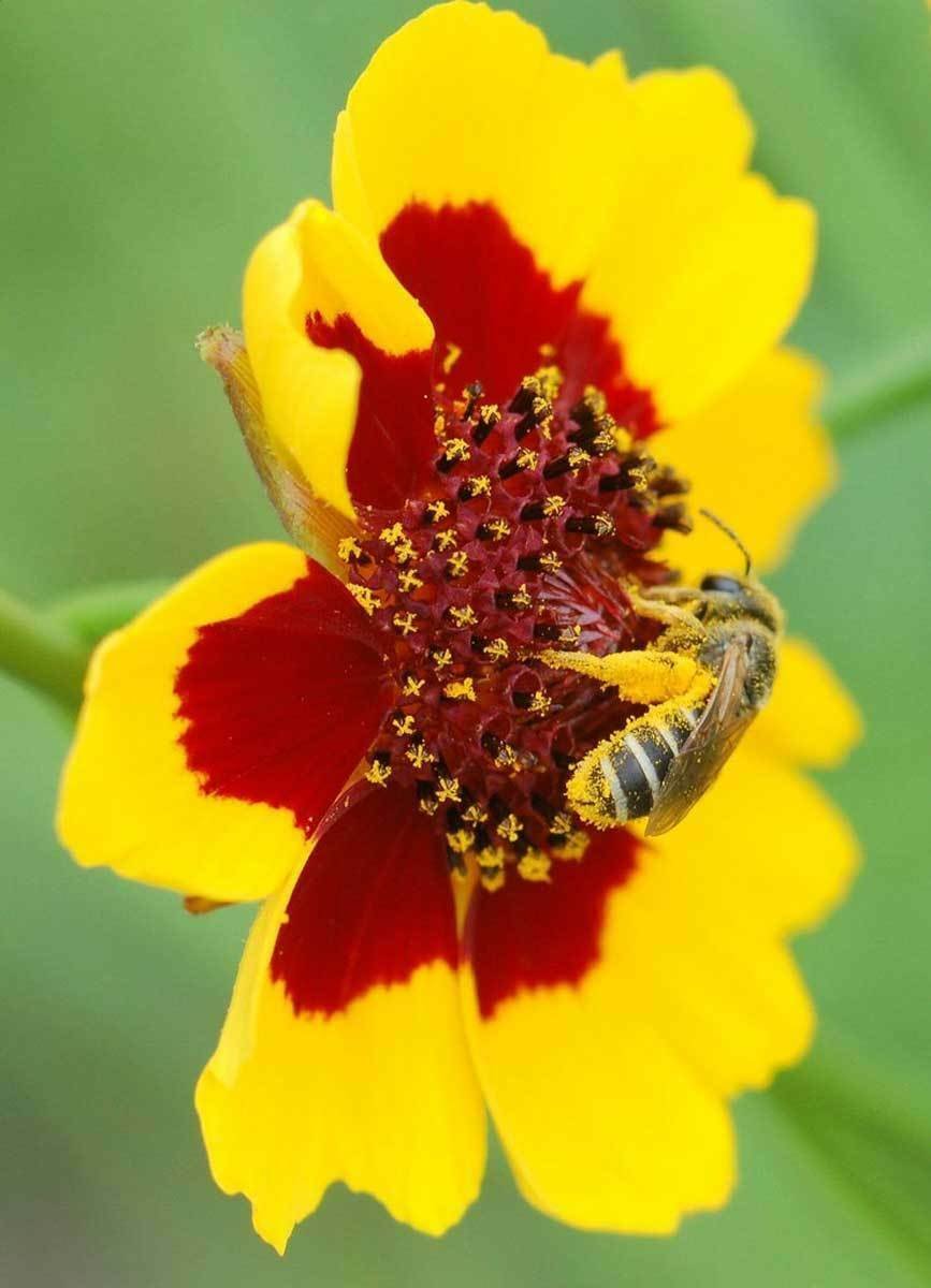 BasqueStore - Coreopsis tinctoria , Calliopsis , Tickseed , 200 Seeds, flowering-plants