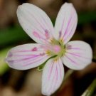 BasqueStore - Claytonia virginica , SpringBeauty , Fairy Spud , Good Morning Spring , 10 Seeds, flow