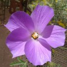 BasqueStore - Alyogyne huegelii , Blue Hibiscus , 20 seeds, flowering-plants