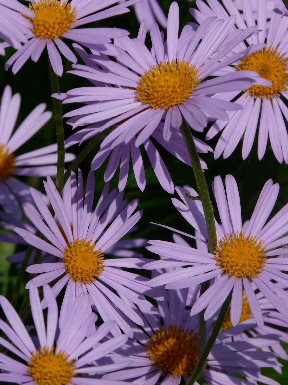 BasqueStore - Symphyotrichum novae-angliae , New England Hardy Aster , 100 Seeds, flowering-plants
