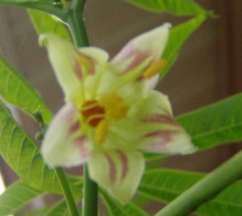 BasqueStore - Manihot esculenta , Tapioca , Cassava , Yuca , Manioc , Mandioca , 5 Seeds, flowering-