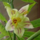 BasqueStore - Manihot esculenta , Tapioca , Cassava , Yuca , Manioc , Mandioca , 5 Seeds, flowering-