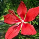 BasqueStore - Hibiscus coccineus , Texas Star , 10 Seeds, flowering-plants