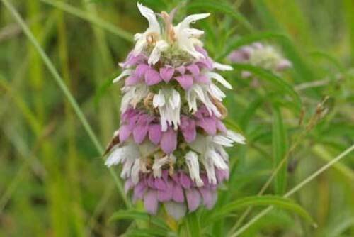 BasqueStore - Monarda citriodora , Lemon Bee Balm , Purple Horsemint , 100 Seeds, flowering-plants