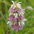 BasqueStore - Monarda citriodora , Lemon Bee Balm , Purple Horsemint , 100 Seeds, flowering-plants