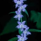 BasqueStore - Campanulastrum americanum , Tall American Bellflower , 100 Seeds, flowering-plants