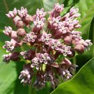 BasqueStore - Asclepias syriaca, milkweed , Butterfly flower , 200 Seeds, flowering-plants