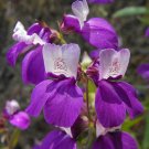 BasqueStore - Collinsia heterophylla, Chinese Houses, 200 Seeds, flowering-plants