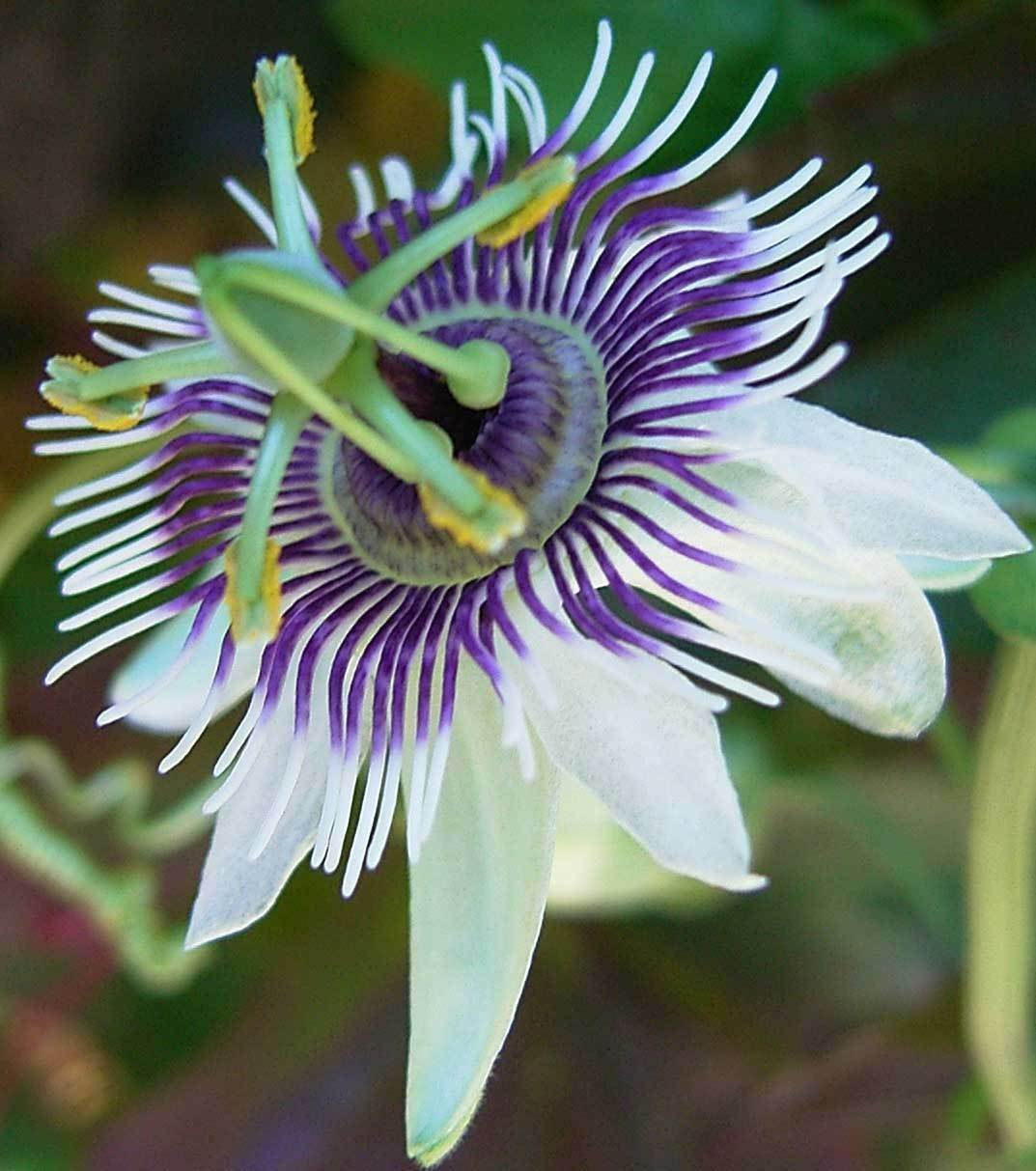 BasqueStore - Passiflora morifolia , Woodland Passion Flower , Blue Sweet Calabash , 20 Seeds, flowe