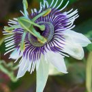 BasqueStore - Passiflora morifolia , Woodland Passion Flower , Blue Sweet Calabash , 20 Seeds, flowe