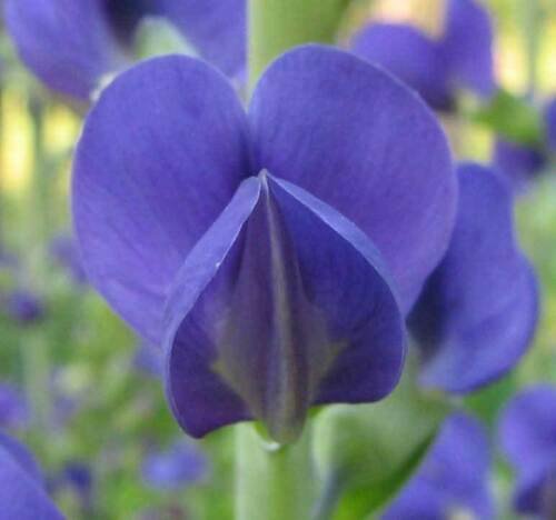 Baptisia australis , Blue Wild Indigo, Rattleweed , 50 Seeds, flowering-plants