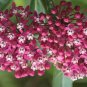 BasqueStore - Asclepias incarnata Carmine-Rose , Cinderella , 50-Seeds, flowering-plants