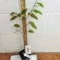 BasqueStore - American Hornbeam tree (Carpinus caroliniana) quart pot, flowering-plant