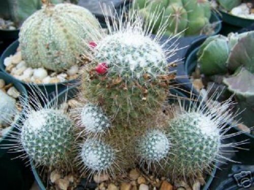 Mammillaria geminispina cacti rare cactus seed 15 SEEDS