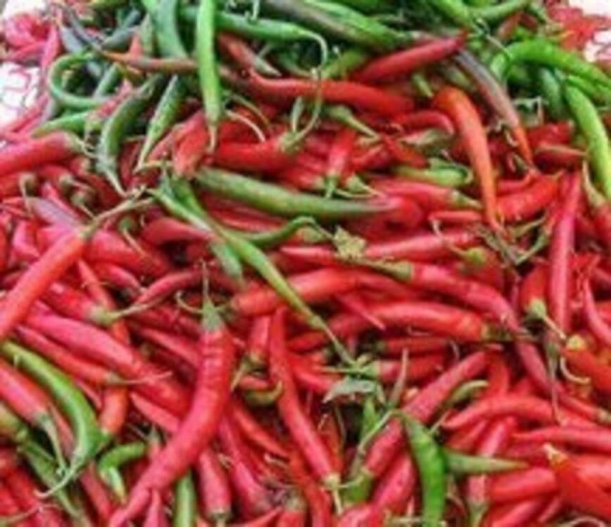 Cayanne pepper hot finger chilli mild aji seed 50 SEEDS