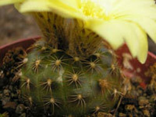 Frailea pygmaea, exotic cacti rare cactus seed 15 SEEDS