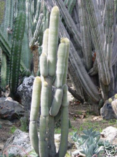 Weberbauerocereus johnsonii, cacti cactus seed 20 SEEDS