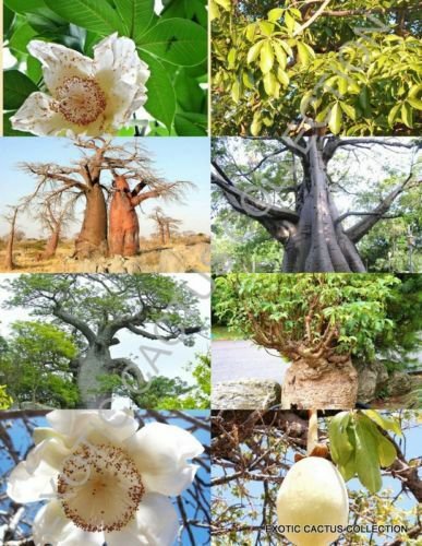 ADANSONIA DIGITATA rare BAOBAB bottle tree bonsai exotic flowering seed 10 seeds