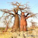 BAOBAB tree ADANSONIA DIGITATA rare bonsai exotic flowering bottle seed 10 seeds