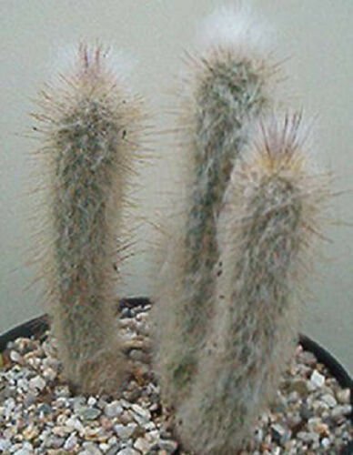 Austrocephalocereus dybowskii rare cactus seed 20 SEEDS