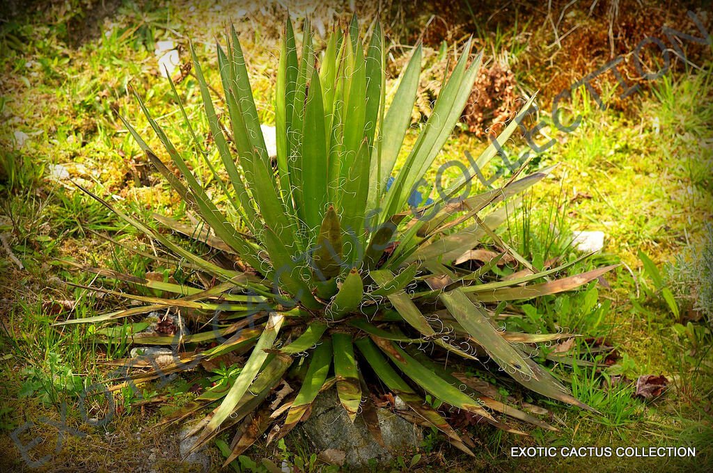 RARE AGAVE FILIFERA SCHIDIGERA thread-leaf succulent aloe plant seed - 15 SEEDS