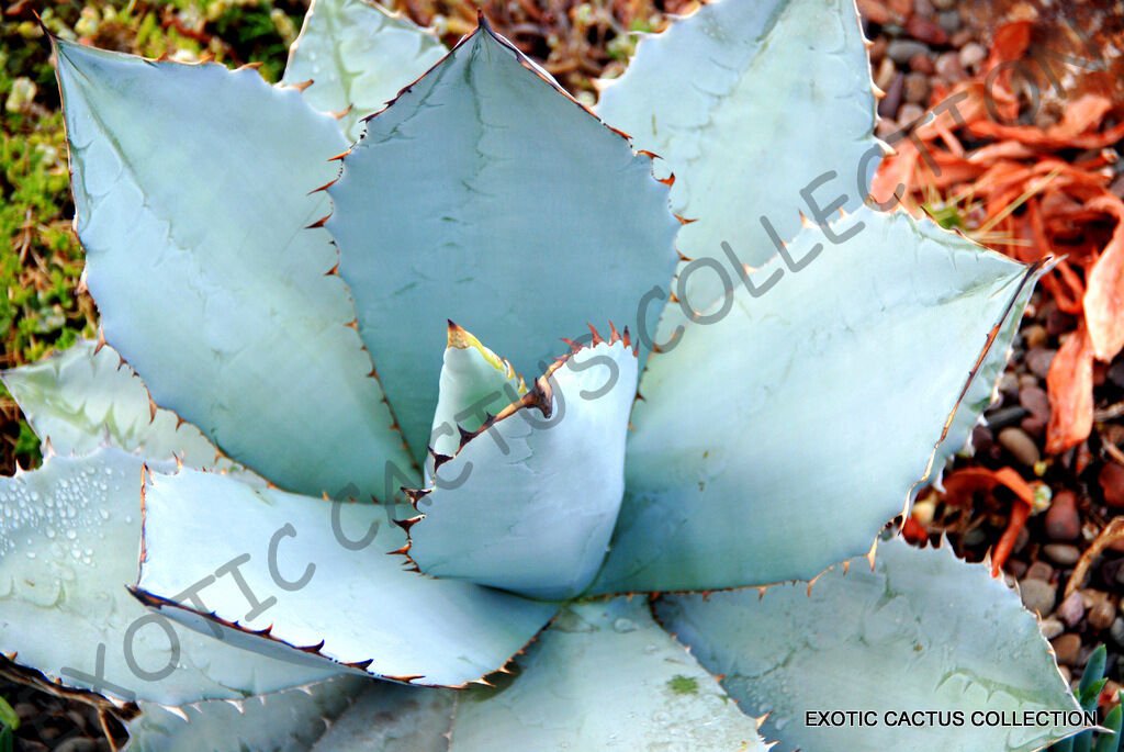 RARE AGAVE TITANOTA BLUE  hardy exotic succulent aloe rose plant seed 15 SEEDS