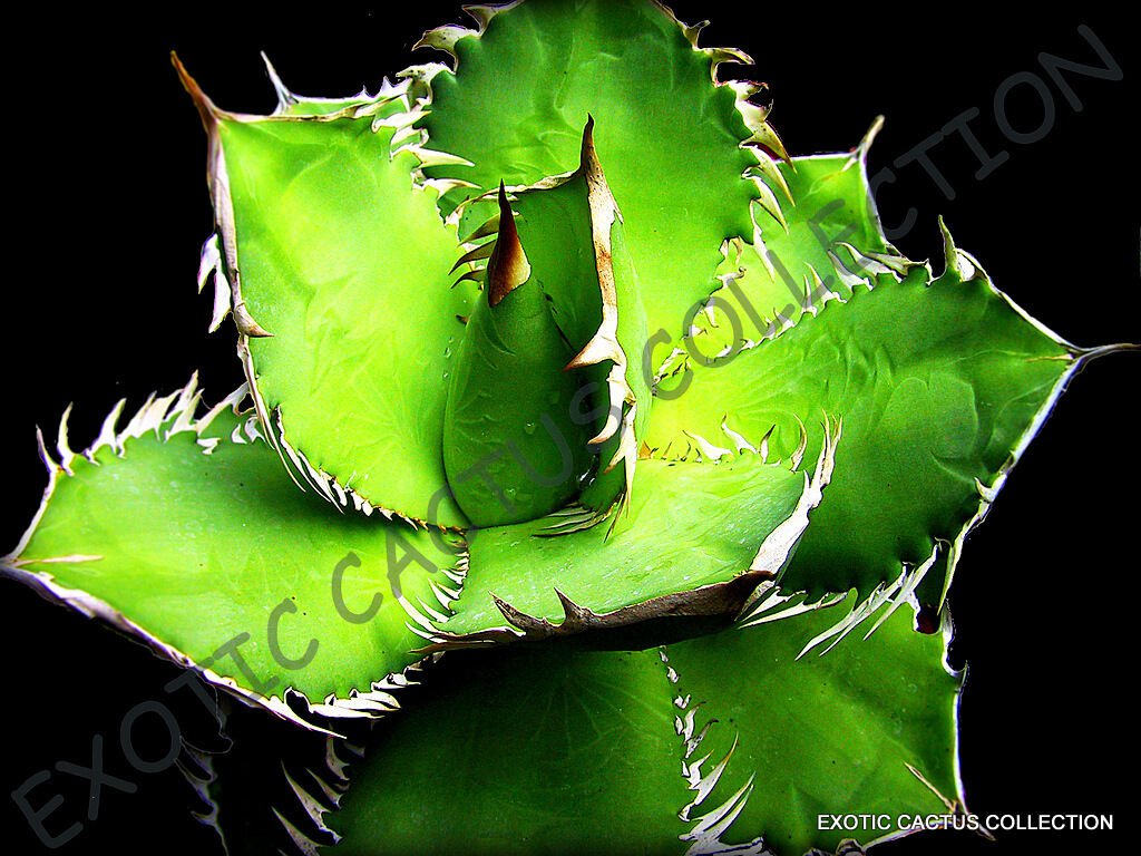 RARE AGAVE TITANOTA GREEN hardy exotic succulent aloe rose plant seed 15 SEEDS