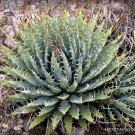 RARE AGAVE UTAHENSIS NEVADENSIS exotic rose succulent aloe hardy seed 15 SEEDS