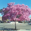 Tabebuia heterophylla- pink trumpet tree exotic flowering white cedar, 10 seeds