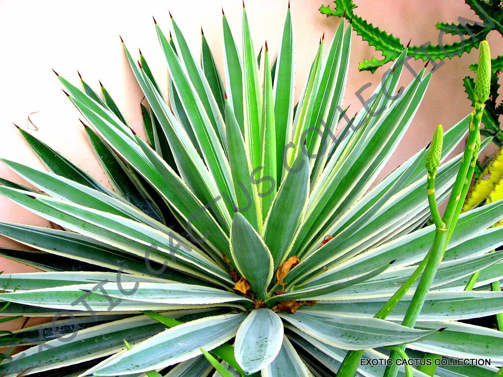 RARE AGAVE ANGUSTIFOLIA VARIEGATED  exotic succulent cactus seed plant 15 SEEDS
