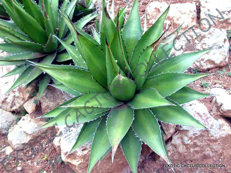 RARE AGAVE HORRIDA exotic succulent aloe plant desert sun cactus seed 15 SEEDS