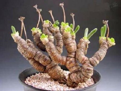 Monilaria Moniliformis !! exotic mesembs rare succulent string of pears 30 SEEDS